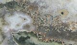 Orbicular Ocean Jasper Slab with Druze - Madagascar #60824-2